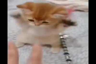 silly cat video