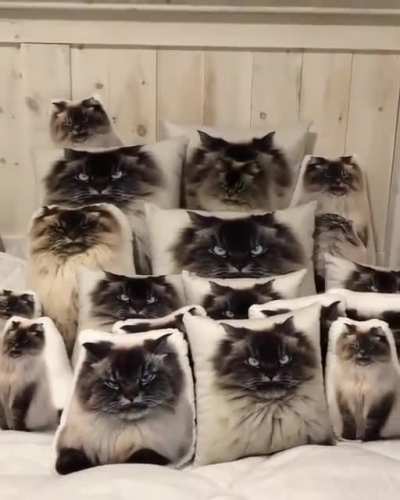 Котик