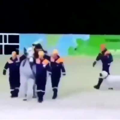 Horsebulance