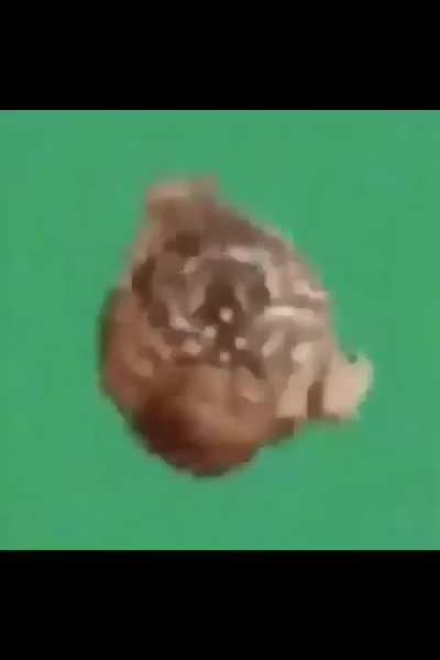 25 Kasım 2024 dönen kurbağa videosu