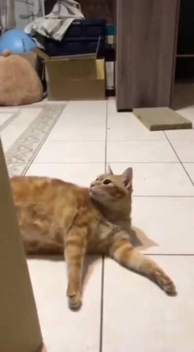 [Exit CAT from left of stage]