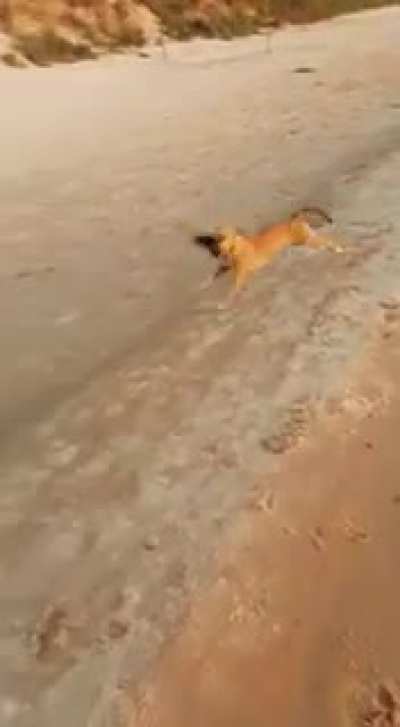 Good dog. Keep running...