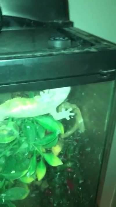 My lizard bullies me