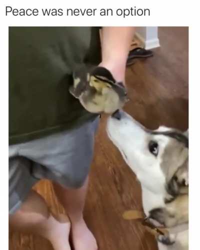 Reverse the food chain