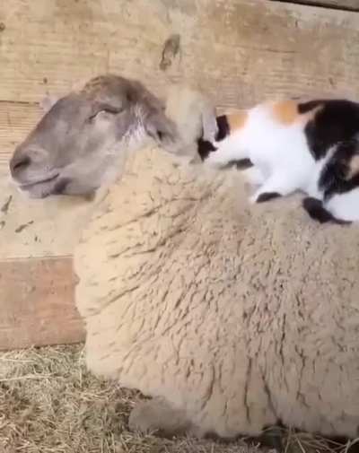 wholesomegifs