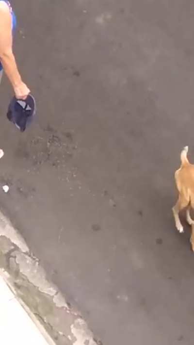 Nothing will stop this dog from saving his friend