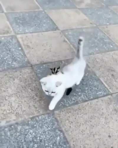 How to mount a cat