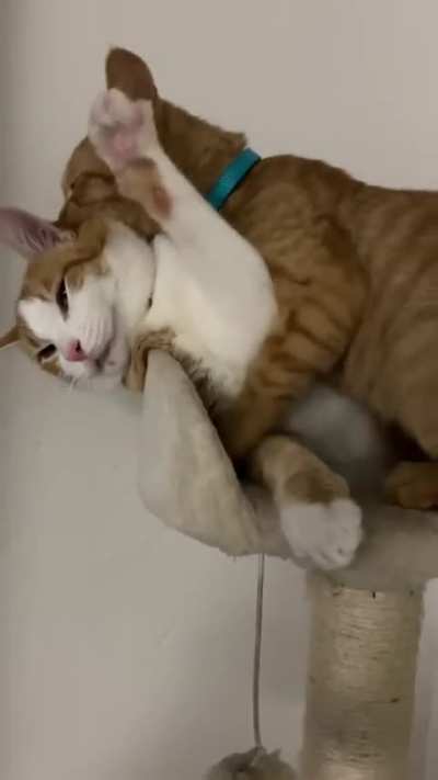 Funnycat