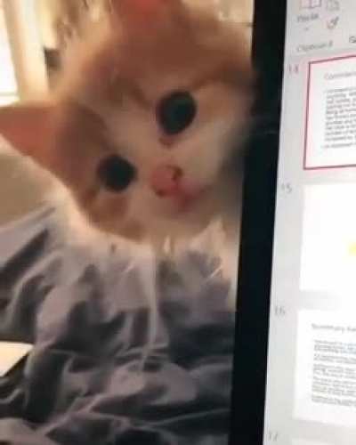 Little vampire