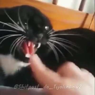 Fofo