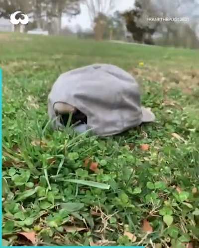 Your dog is a turtle now.