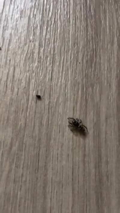 Jumping spider sneaking up on a piece of lint and being adorable