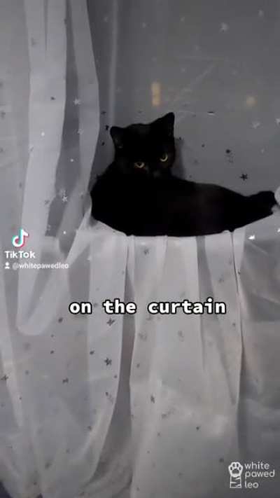 Cats being cats