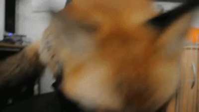 Yay foxxo boop-a da camera