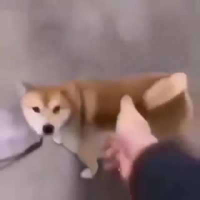 Dog Challenger