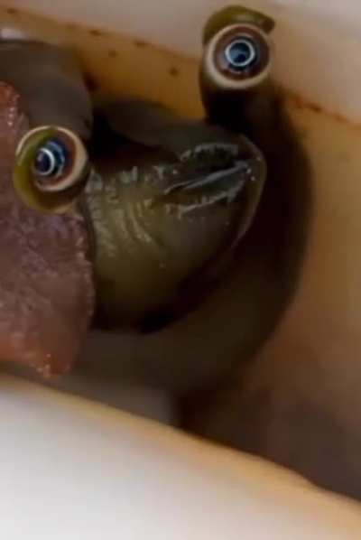 The snail is looking into your soul