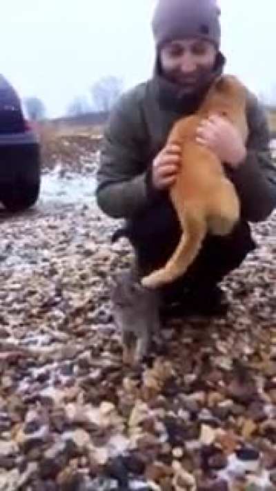 hooman i choose you
