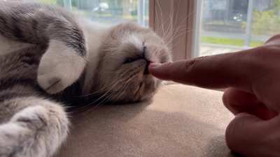 Booper is broken