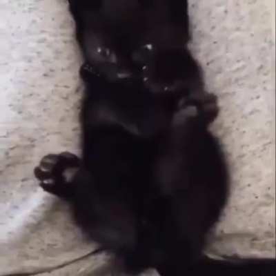 Smol kitten realizes it has 2 more paws 😮