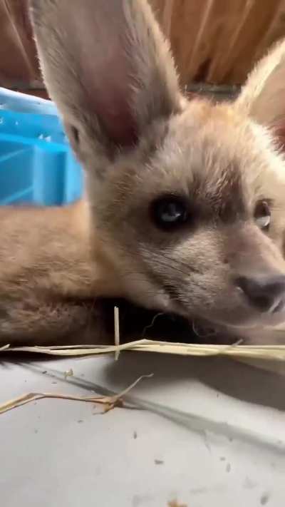 Yay cute foxxo