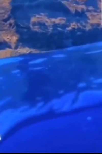 cool fish!