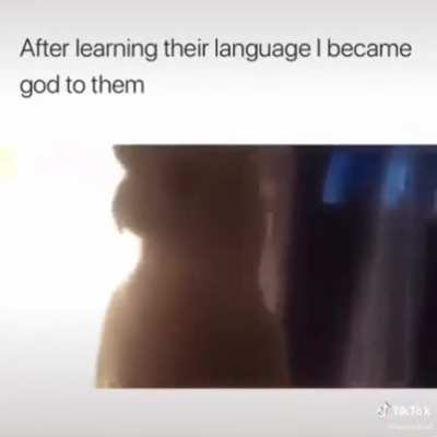 i wonder what those cats most have thought