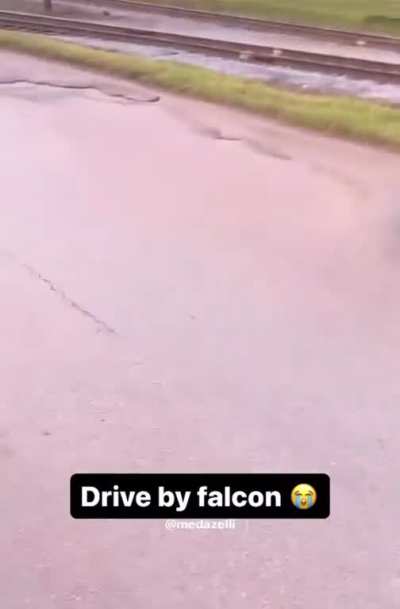 Has bird violence gone too far?