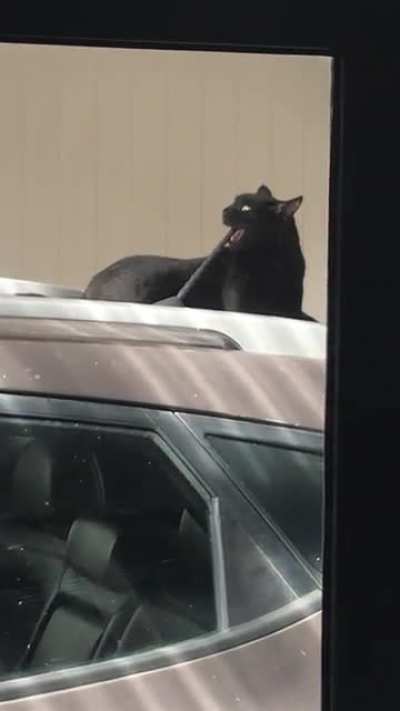 Um. Excuse me kitty. Don&rsquo;t do that.