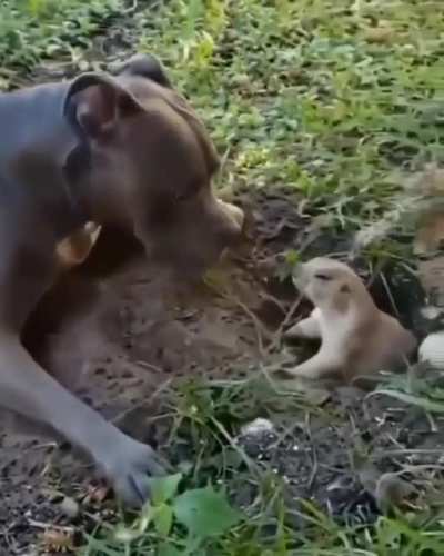 what could go right dog gifs. seriously mate. Fuck off already