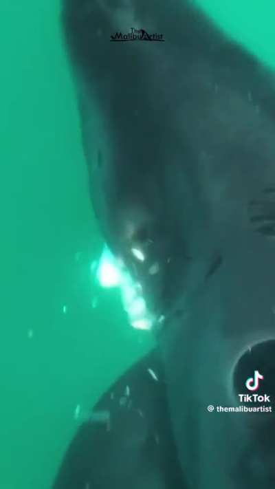 Gill flaring