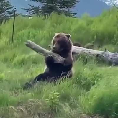 Bear&rsquo;s BFF is a log