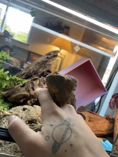 I&acirc;m aware that she&acirc;s likely just starting to shed and is itchy but this melted my heart &eth;&yen;&deg;&eth;&yen;&deg;&eth;&yen;&deg;&eth;&yen;&deg;