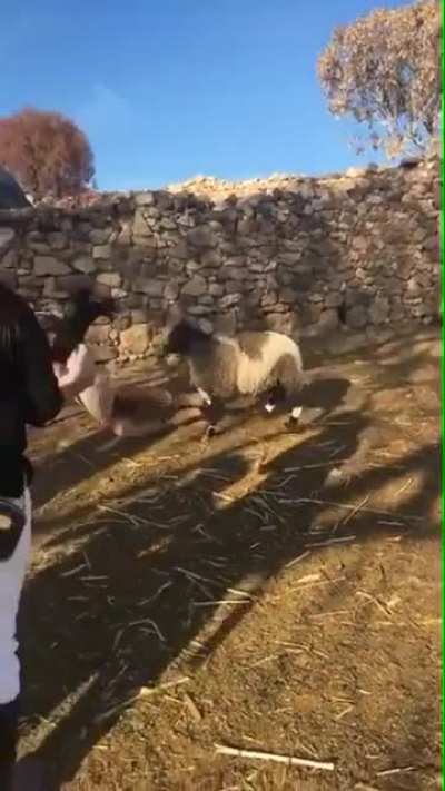 The sheep wins