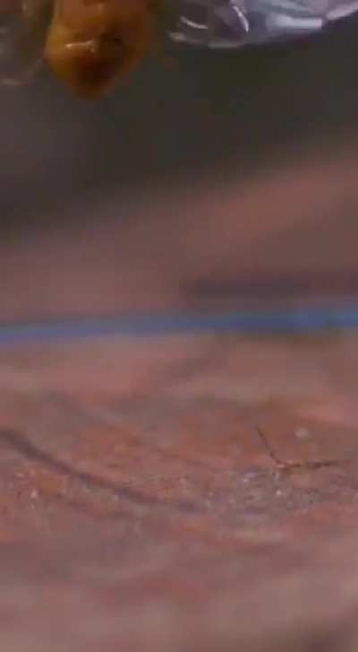 🔥 Ladybug in slow motion.