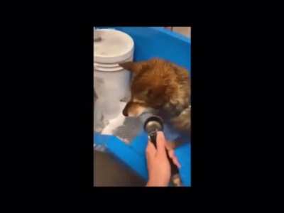 Cute shiba
