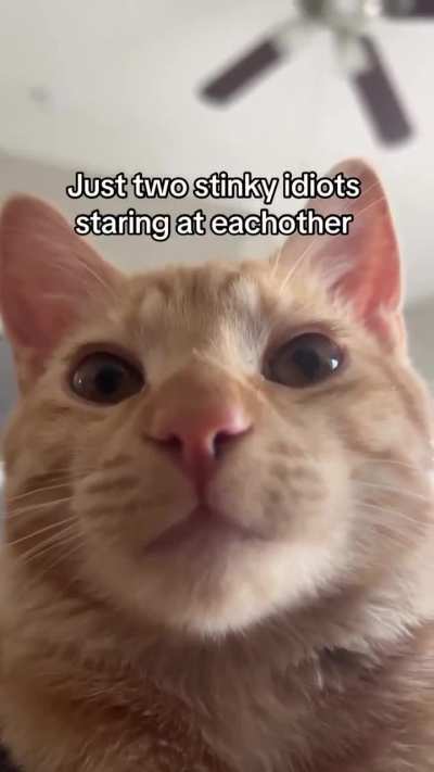 🫵😹