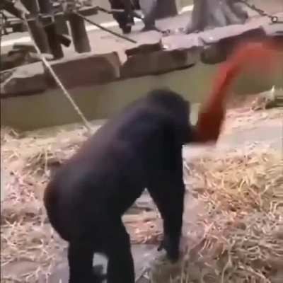 dancing monke😳😳