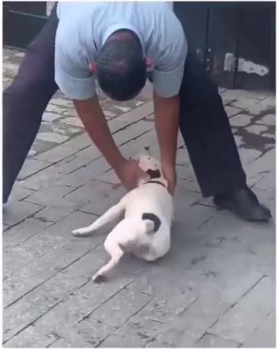 Just petting a dog