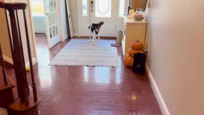 Oh, we&rsquo;re doing &ldquo;do you want to go for a walk&rdquo; videos? Maddie would like to join!