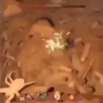 I hate spiders