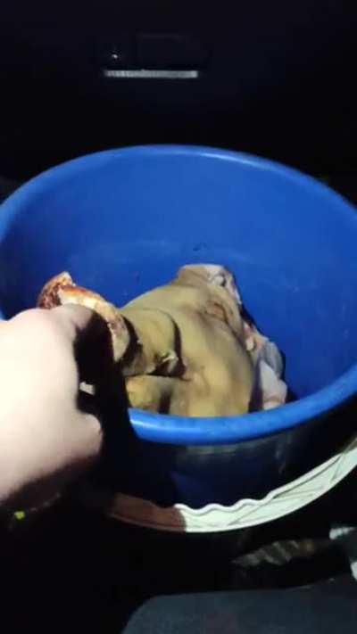 cursed_piggy