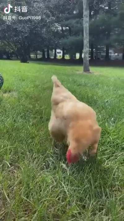 Chickens with arms