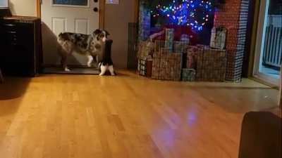 "Look mom! I learned how to play with this weird looking dog!"
