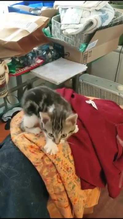 S&uuml;priz kedi saldırısı