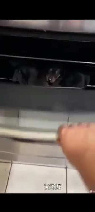 Maymi dando cuzinhada pro muca