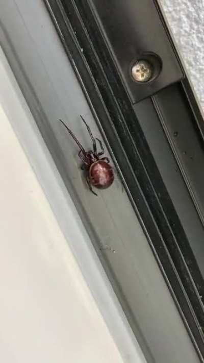 Do I use petrol or kerosene to burn the house down??? She was the size of a &euro;2 coin.