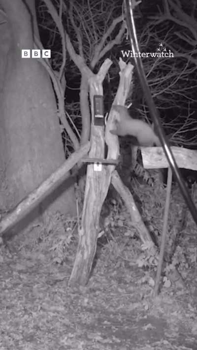 A tawny owl attacks a pine marten to drive it off