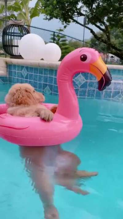 dog just chilling