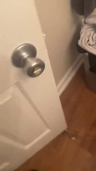 My dog didn&rsquo;t appreciate me hiding behind the door