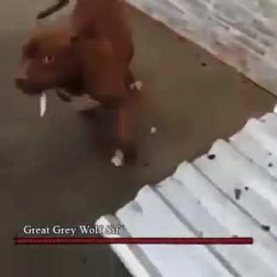 maquina de guerra